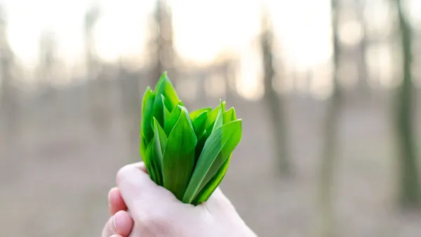 Close-up of fresh green leaves held in a hand outdoors, symbolizing nature and freshness.