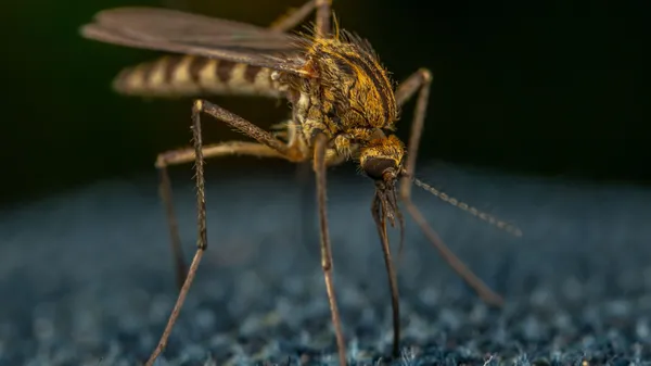 Macro view of a mosquito on textured fabric, highlighting details and textures.