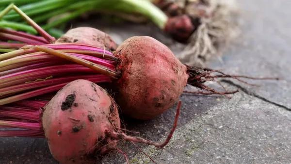 Close-up of freshly harvested organic beets with vibrant green tops on a stone surface.