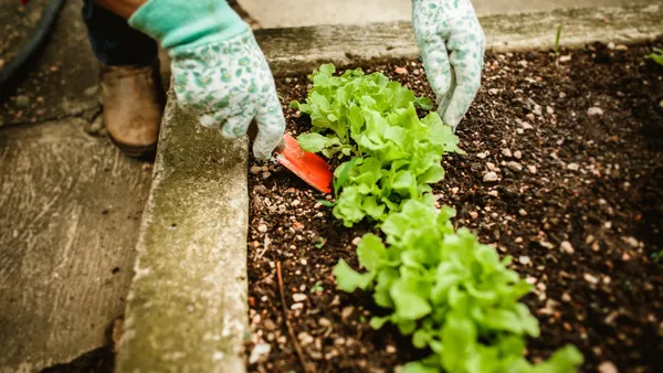 A gardener wearing gloves tending to lettuce plants in an outdoor garden bed.