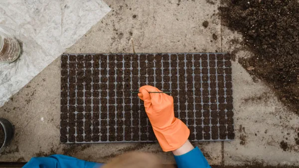 Top view of gardener with orange gloves planting seeds in a tray inside a greenhouse.