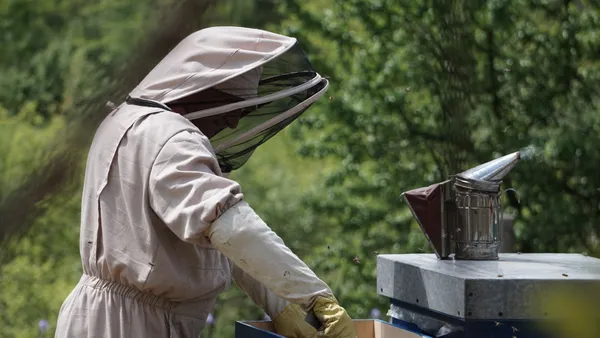 Beekeeper in protective suit inspecting hive outdoors, using bee smoker in a lush apiary setting.