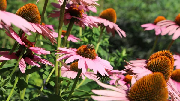 Close-up of vibrant pink coneflowers with a bumblebee in a lush summer garden.