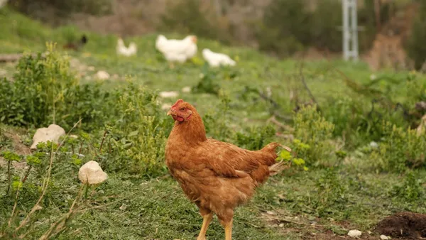 A brown hen stands in a green pasture with other chickens in the background.