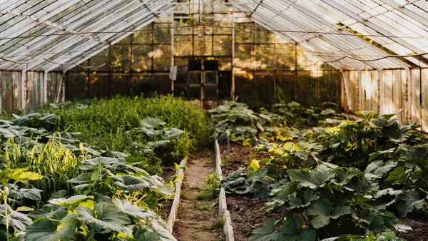 A peaceful greenhouse filled with thriving green plants and vegetables.