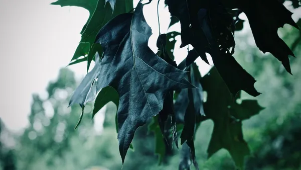 A close-up image capturing dark green oak leaves hanging outdoors, emphasizing texture and detail.
