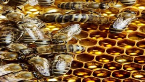 bee stings medical treatment