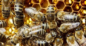 bee sting medical kit