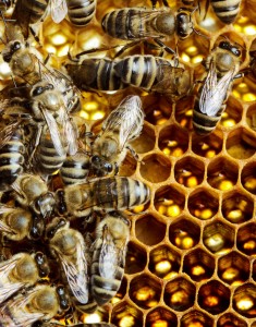 bee sting treatment