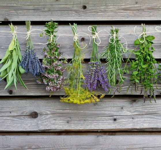 Herps Preppers Should be growing