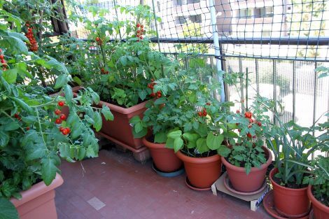 Small Urban prepper garden
