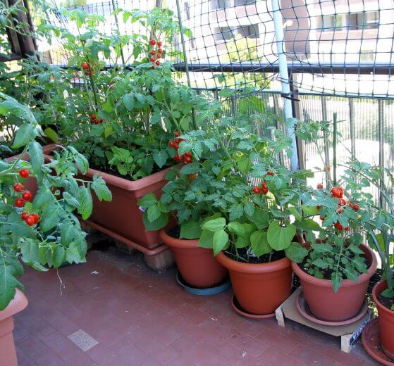Small Urban prepper garden