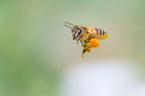 Honeybee fyling with big pollen basket