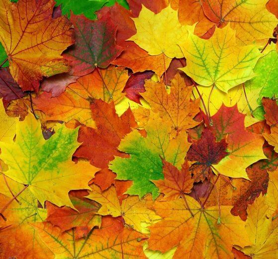 Use leaves for survival