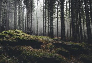 survive in the wilderness